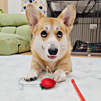 お客様対応はおまかせ！？ おとぼけ顔になったタビーくん（画像提供：キリ眉のタビーさん）