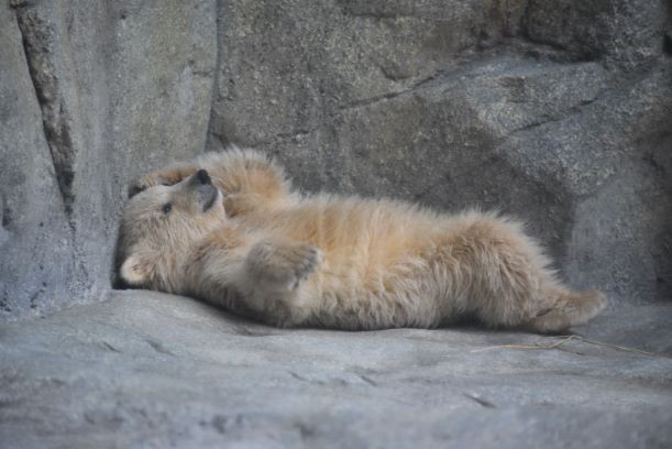こんな悩殺ポーズもできるんです（男鹿水族館GAO提供）