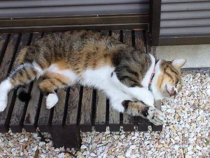 若い頃はやんちゃもして小動物を狩ったことも（和香子さん提供）