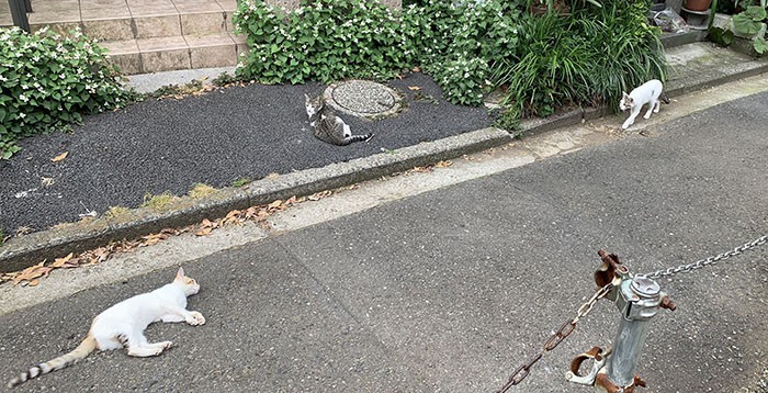 東京近郊の住宅地。もはや猫に返る自然はなく人間側で環境を整えてあげねば動物福祉は成り立ちません