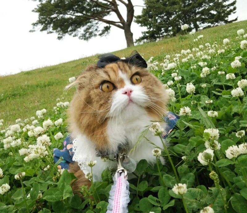 小豆（こまめ）
