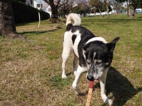 桜をひとり占め！ お花見をかねて散歩中　牛柄MIX「バロン」