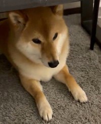 地震が起きた際、柴犬ろんくんは…（「柴犬 ろん」さん提供、Xよりキャプチャ撮影）※画像はトリミングしています