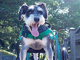 車椅子で元気にお散歩　生きることを諦めなかった「ロデム」