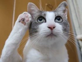 ２０１９よいポーズで賞　ミックス猫の「さくら」