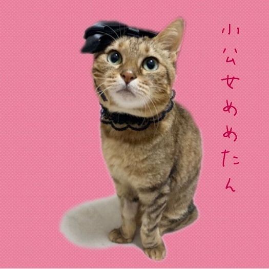 今日もめめってる？めめちゃんの愛らしさは永遠なのです