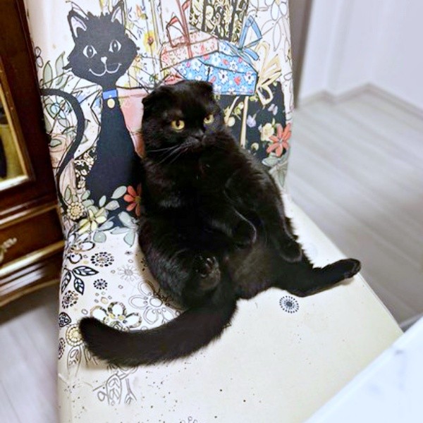 まるで人間！ 椅子に座るぷりもちゃん（画像提供：ふわもさん）