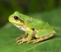 カエルの鳴き声への感謝の貼り紙を作った理由とは※画像はイメージです(toyosaka/stock.adobe.com)