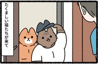 マッチョ猫の様子　(C)pandania