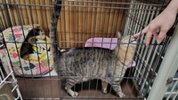 元飼い猫で人懐っこい子が多い