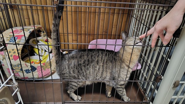 元飼い猫で人懐っこい子が多い