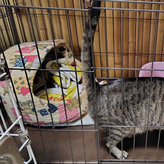 元飼い猫で人懐っこい子が多い
