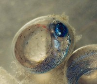 サンマの卵内発生 ※アクアマリンふくしま提供