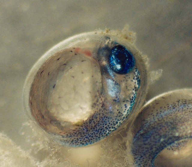 サンマの卵内発生 ※アクアマリンふくしま提供