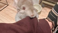 構って欲しそうに袖にしがみつくぴのちゃん（提供：チンチラのぴのさん）