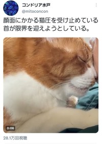 見よ、この「猫圧」！（コンドリア水戸さん提供）