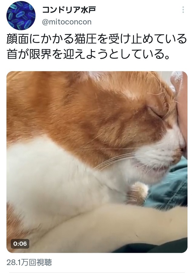 見よ、この「猫圧」！（コンドリア水戸さん提供）