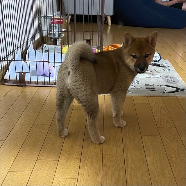 後ろ姿も可愛すぎます！（胡麻毛の柴犬｢お嬢」さんTwitterより）