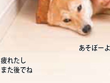 犬だって、いろいろあるんだよ　柴犬流　シカトの極意④