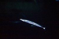 サンマ単独 ※アクアマリンふくしま提供