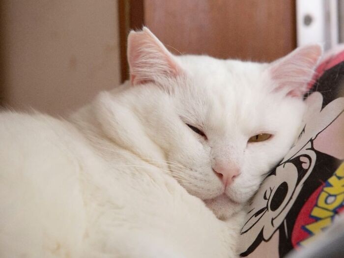 眠っているところを起こされてご機嫌ななめ