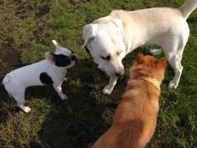 大分県・市が動物愛護施設　災害時の同行避難場所にも