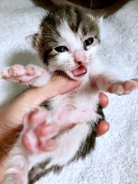 目が開いたばかりのかぢめくん（画像提供：かさねさん）