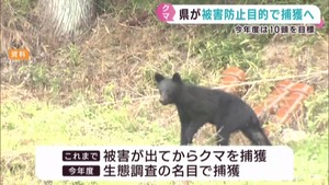 目撃情報が相次ぐクマ　宮城県が管理計画を見直し　被害防止の目的でクマの捕獲へ