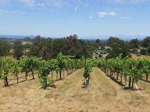 「幻」に託された千年の雫、自然派カリフォルニアワイン