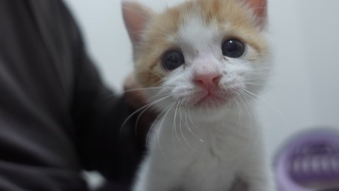 あぐらの上によちよち登ってきたところ＝ねこかます（@nekokamasu）さん提供