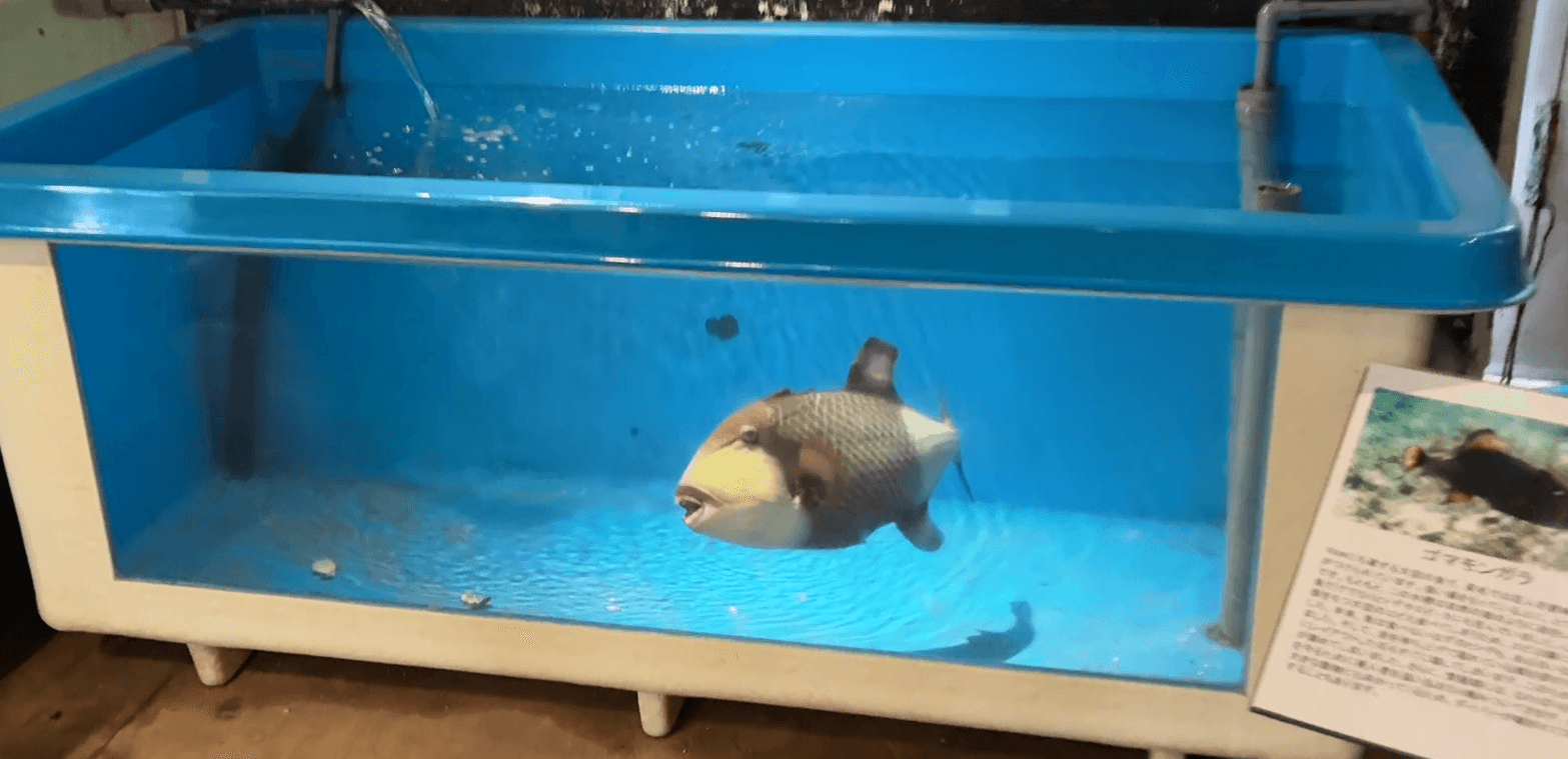 遠くから見るとかわいい…？