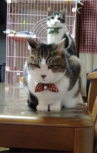 奇跡のフォーメーション！ サブちゃん（手前）とゴローちゃん（右）（画像提供：KIYOKOさん）