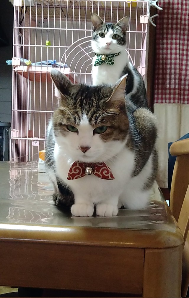 奇跡のフォーメーション！ サブちゃん（手前）とゴローちゃん（右）（画像提供：KIYOKOさん）