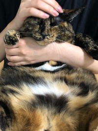 撫でられる姿も可愛い（提供：きゅーちゃん成長日記さん）