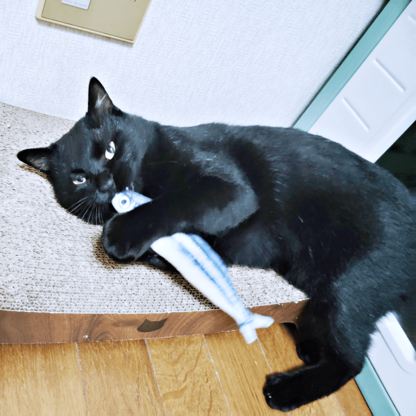 おもちゃで遊ぶ黒ちゃん（画像提供：ちよさん）