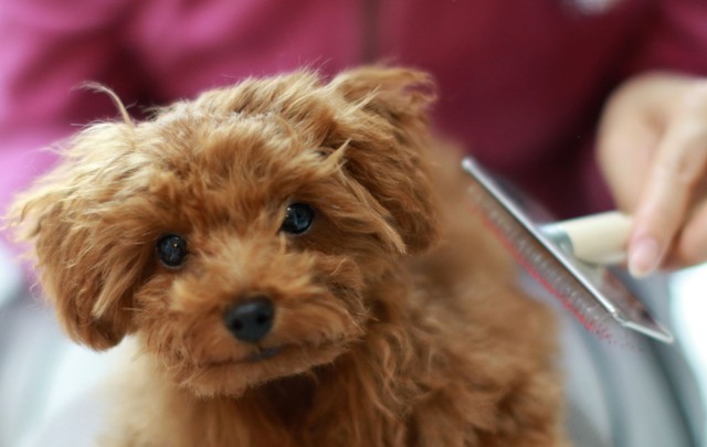 「愛犬がなかなかブラッシングさせてくれない…」と困っていませんか？※画像はイメージです（ぬいぐるみ王国/stock.adobe.com）