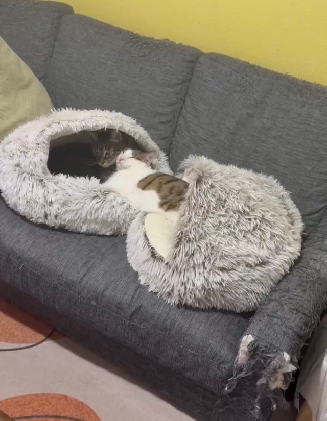 贅沢にもシイタケちゃんのベッドにまたがりながら眠るおかかちゃん【提供：ノビター（5匹家族）さん】