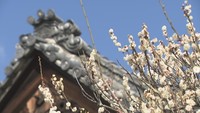 学問の神様“菅原道真”との別れ惜しんだ伝説も　滝宮天満宮で寒空を彩る梅の花　香川・綾川町