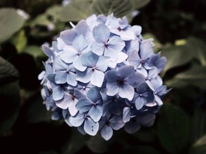 ローリングローリエ