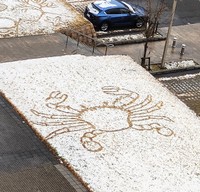 こちは、ワタリガニの一種「ノコギリガザミ」。