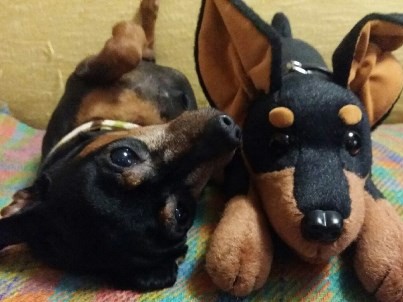 ペットロスを回避するには　帰ってきた「ピン」