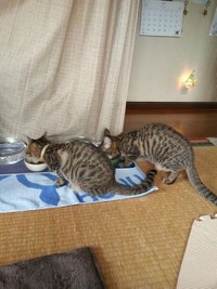 初めて一緒にごはんを食べた日