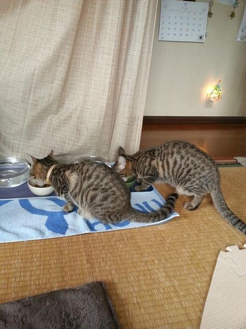 初めて一緒にごはんを食べた日