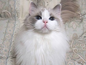 お休み前にいっぱい遊ぶのが快眠の秘訣？　ラグドール「エマ」