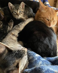 popncat家の猫ちゃんたち（popncatさん提供）