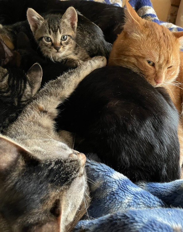 popncat家の猫ちゃんたち（popncatさん提供）