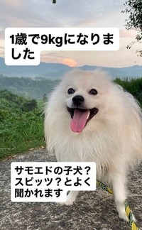 1歳で体重は“4倍以上”の9キロに！（飼い主さん提供、Instagramよりキャプチャ撮影）
