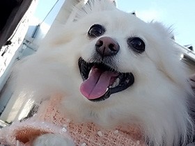 久しぶりのドライブだね　クリクリな目のポメラニアン「ポン」