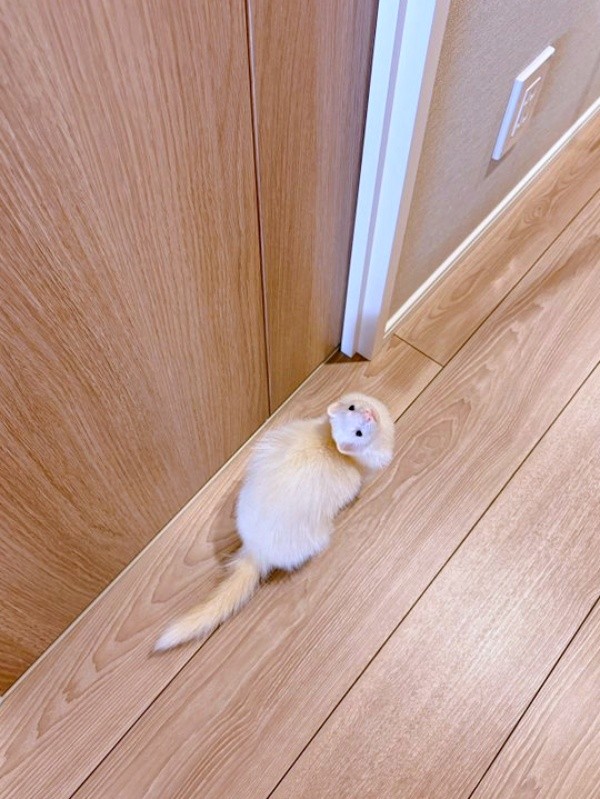 「ここ開けて」とドアの前で催促するウユちゃん（画像提供：ウユちゃんさん）