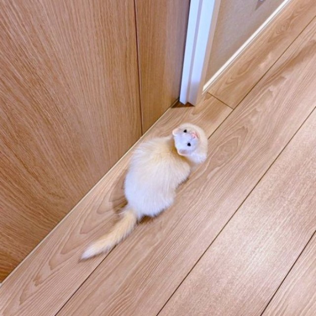 「ここ開けて」とドアの前で催促するウユちゃん（画像提供：ウユちゃんさん）